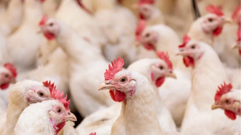 Peternakan Ayam Modern